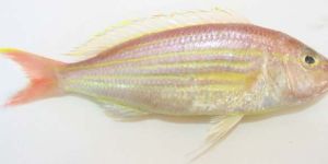 Frozen Threadfin Bream Fish