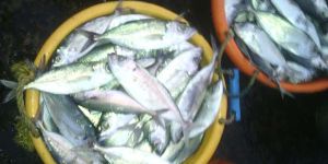 Indian Mackerel Fish
