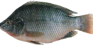 Tilapia Fish