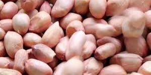 Peanut Kernels