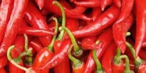 Fresh Red Chilli