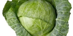 Fresh Cabbage