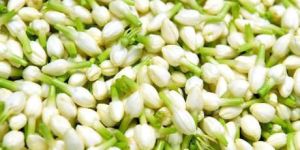 Fresh Jasmine Buds