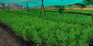 Sandalwood Sapling