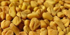 Fenugreek Seeds
