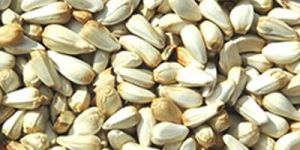 Safflower Seeds