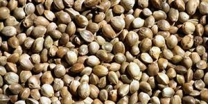 Sun Hemp Seeds