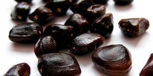 Tamarind Kernel Seeds