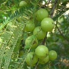 Amla Plants