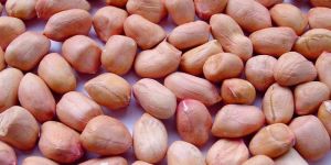 Groundnut Kernels