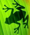 Import Licensing Services