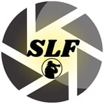 Video Editing Services