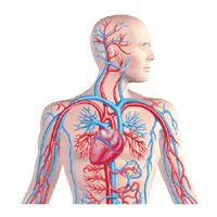 Vascular Surgeries