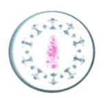 White Eggshells Powder