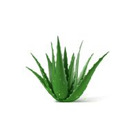 Aloe Vera Pulp