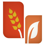 JEERA RICE/ SURTI KOLAM