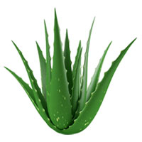 Aloe Vera Leaf