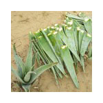 Mansa agro harbal