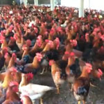 Trimurti Kadaknath Farm