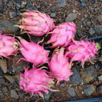 1121 White Sella Rice