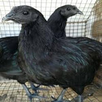 Farm Fresh Eggs