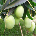 Langra Mango