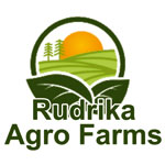 Cordycep Militaris Mushroom