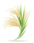 Vidhitsa Agro