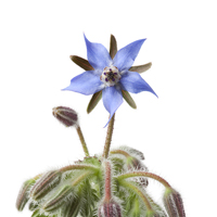 Borage Oil