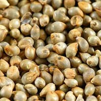 Pearl Millet Seeds
