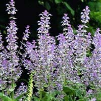Clary Sage Oil