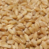 Certified Wheat Seeds
