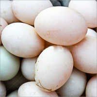 Duck Eggs