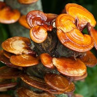 Ganoderma Extract