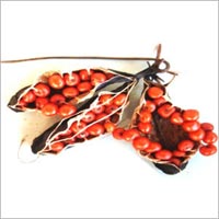 Gloriosa Superba Seeds