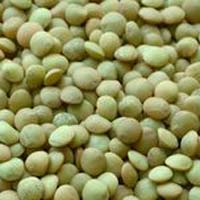 Green Lentil