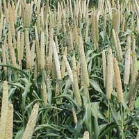 Hybrid Pearl Millet