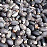 Jatropha Curcas Seeds