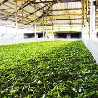 Tea Processing Machinery