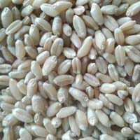 Soft Milling Wheat