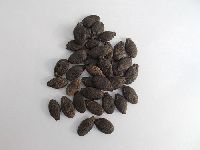 Ridge Gourd Seeds