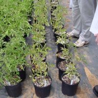 Natural Organic Fertilizer