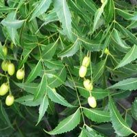Neem Pesticides