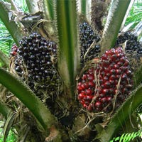 Palm Oil Plant