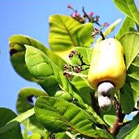 Raw Cashew Nuts IN Shell