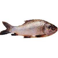 Fresh Rohu Fish