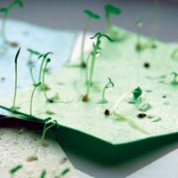 Seed Paper