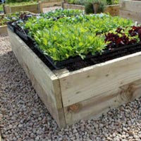 Vegetable Planters