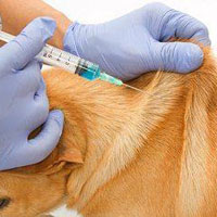 Veterinary Vaccines
