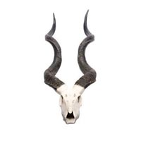 Animal Horns